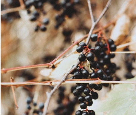 Elderberry Capsules and Immune Support: What You Should Know